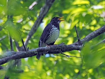 クロツグミ 太白山自然観察の森 2024年5月3日(金)