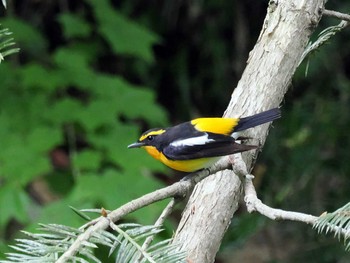 Narcissus Flycatcher 太白山自然観察の森 Wed, 5/1/2024