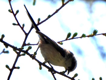 Long-tailed Tit まきば公園 Fri, 5/3/2024