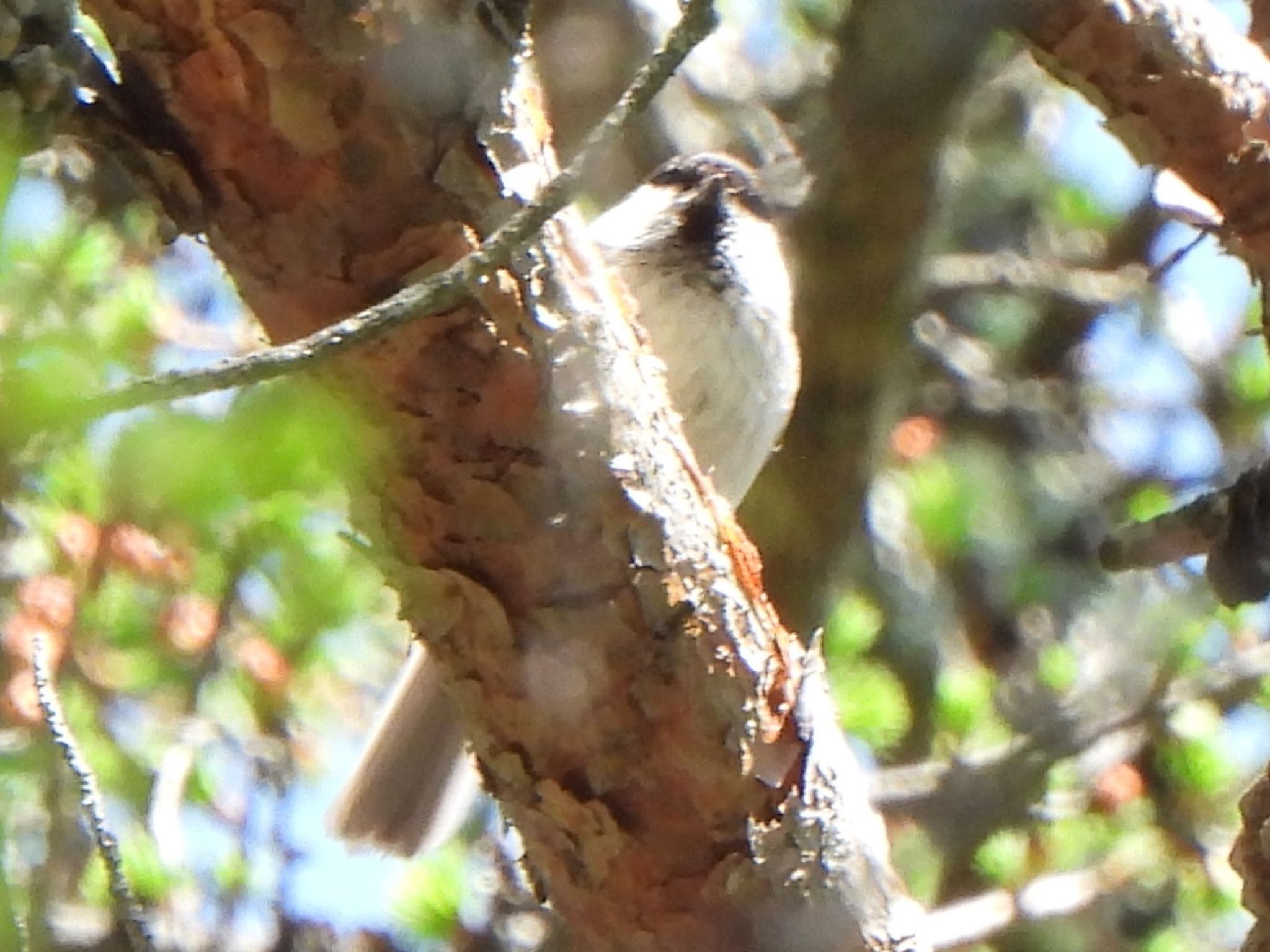 Willow Tit