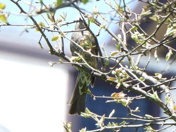 Brown-eared Bulbul まきば公園 Fri, 5/3/2024