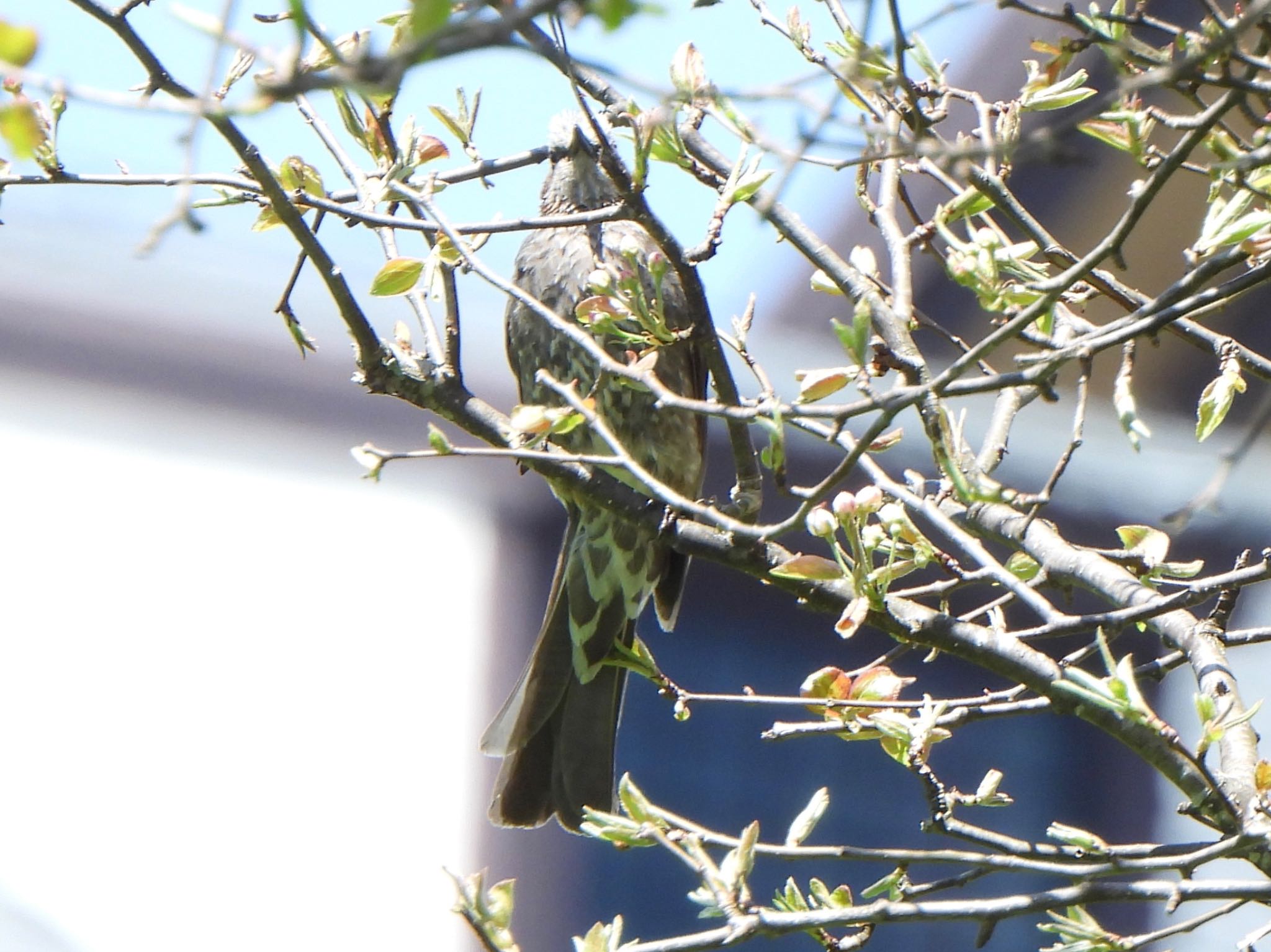 Brown-eared Bulbul