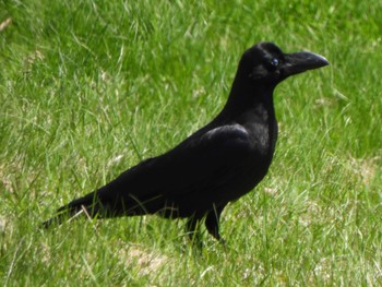 Large-billed Crow まきば公園 Fri, 5/3/2024