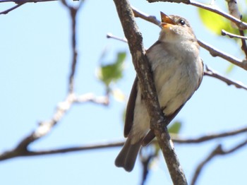 Asian Brown Flycatcher まきば公園 Fri, 5/3/2024