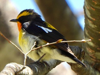 Narcissus Flycatcher まきば公園 Fri, 5/3/2024