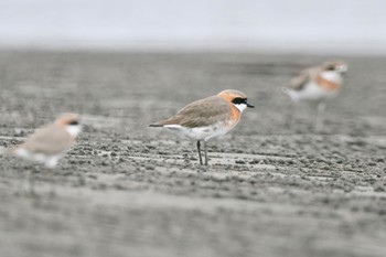 メダイチドリ ふなばし三番瀬海浜公園 2024年4月29日(月)