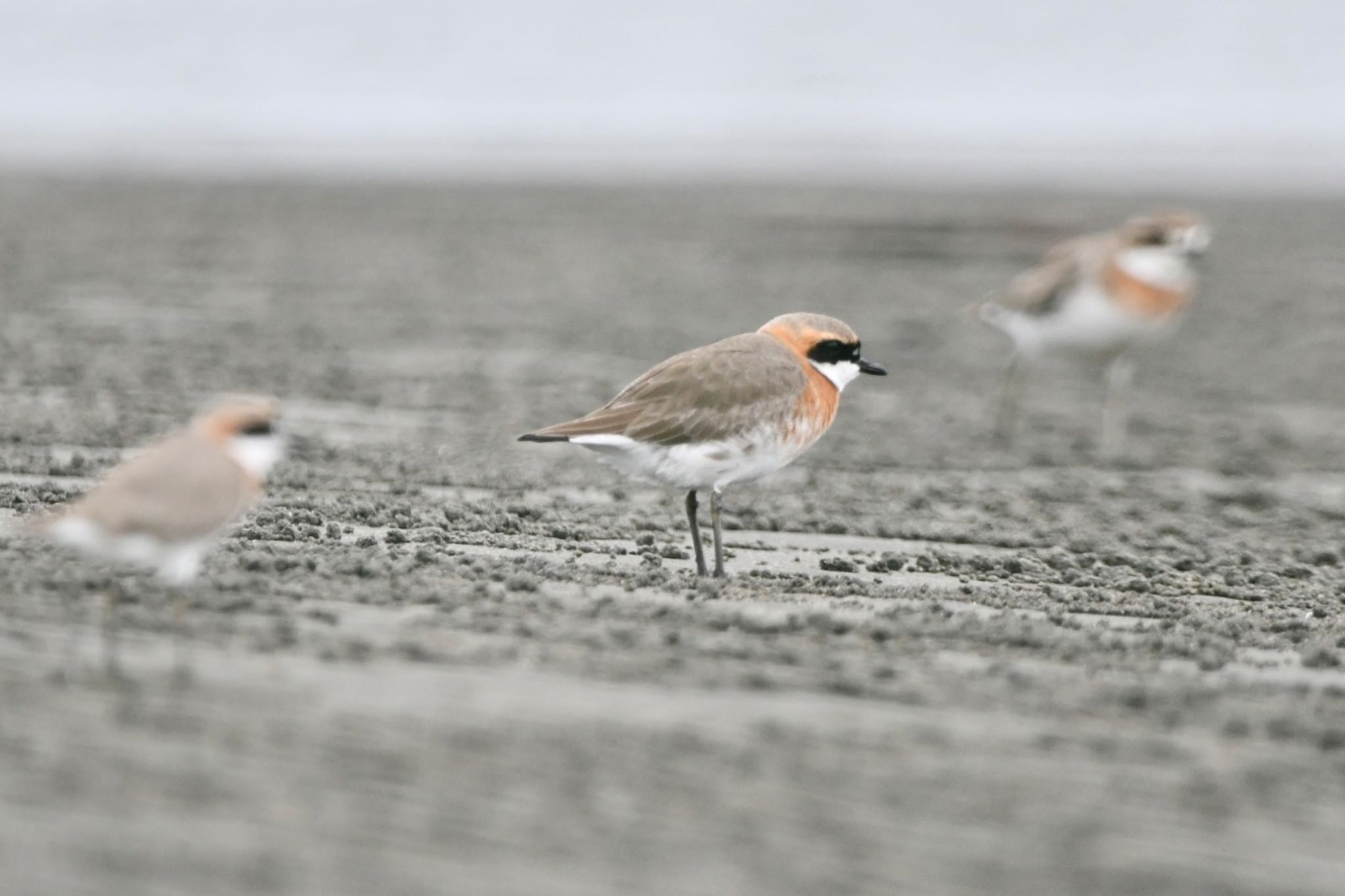 ふなばし三番瀬海浜公園 メダイチドリの写真 by 鳥民グ