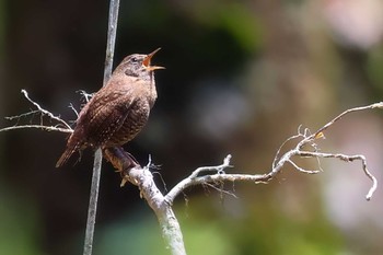 Eurasian Wren 富士山自然休養林 Fri, 5/3/2024