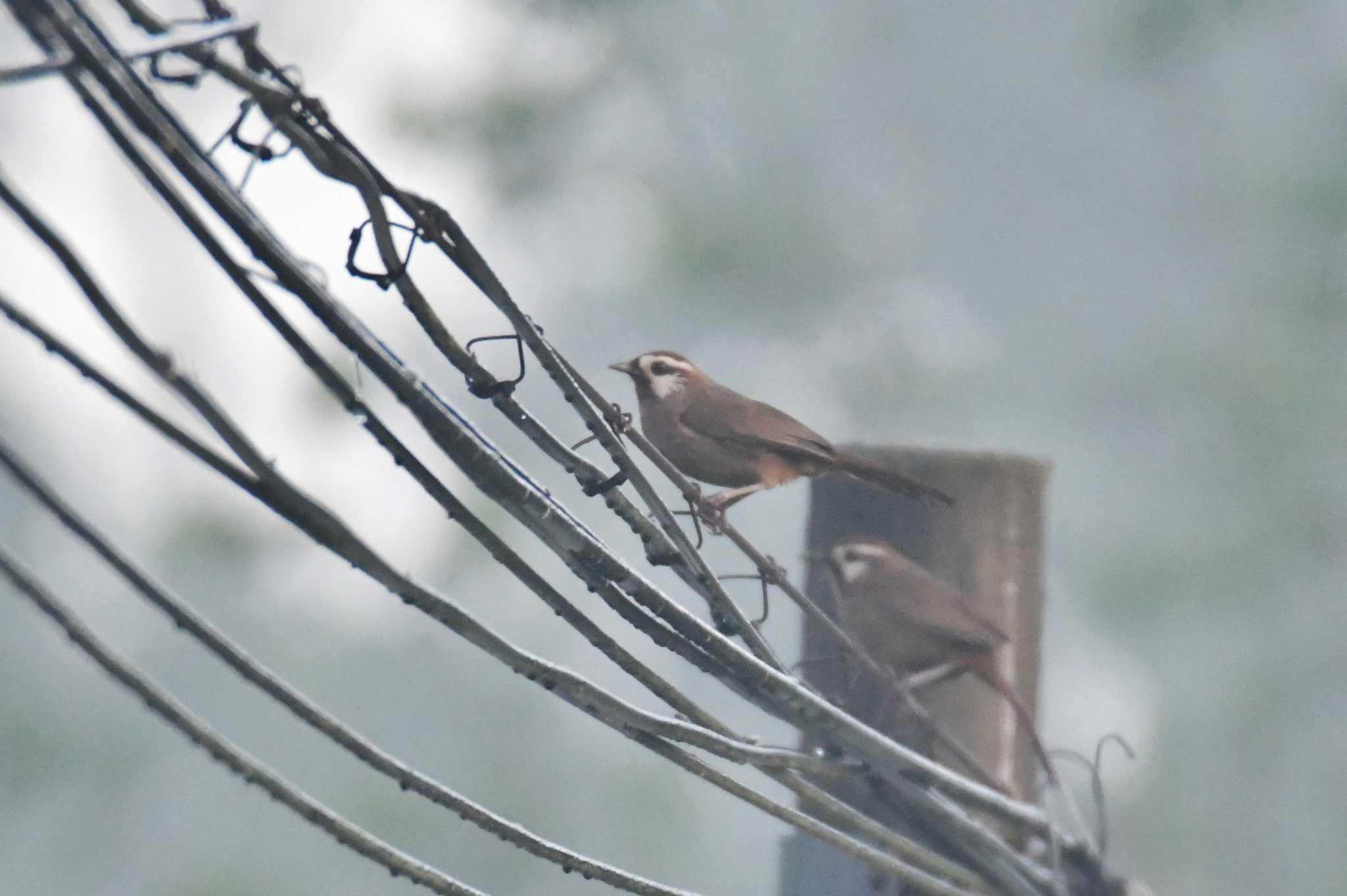 White-browed Laughingthrush