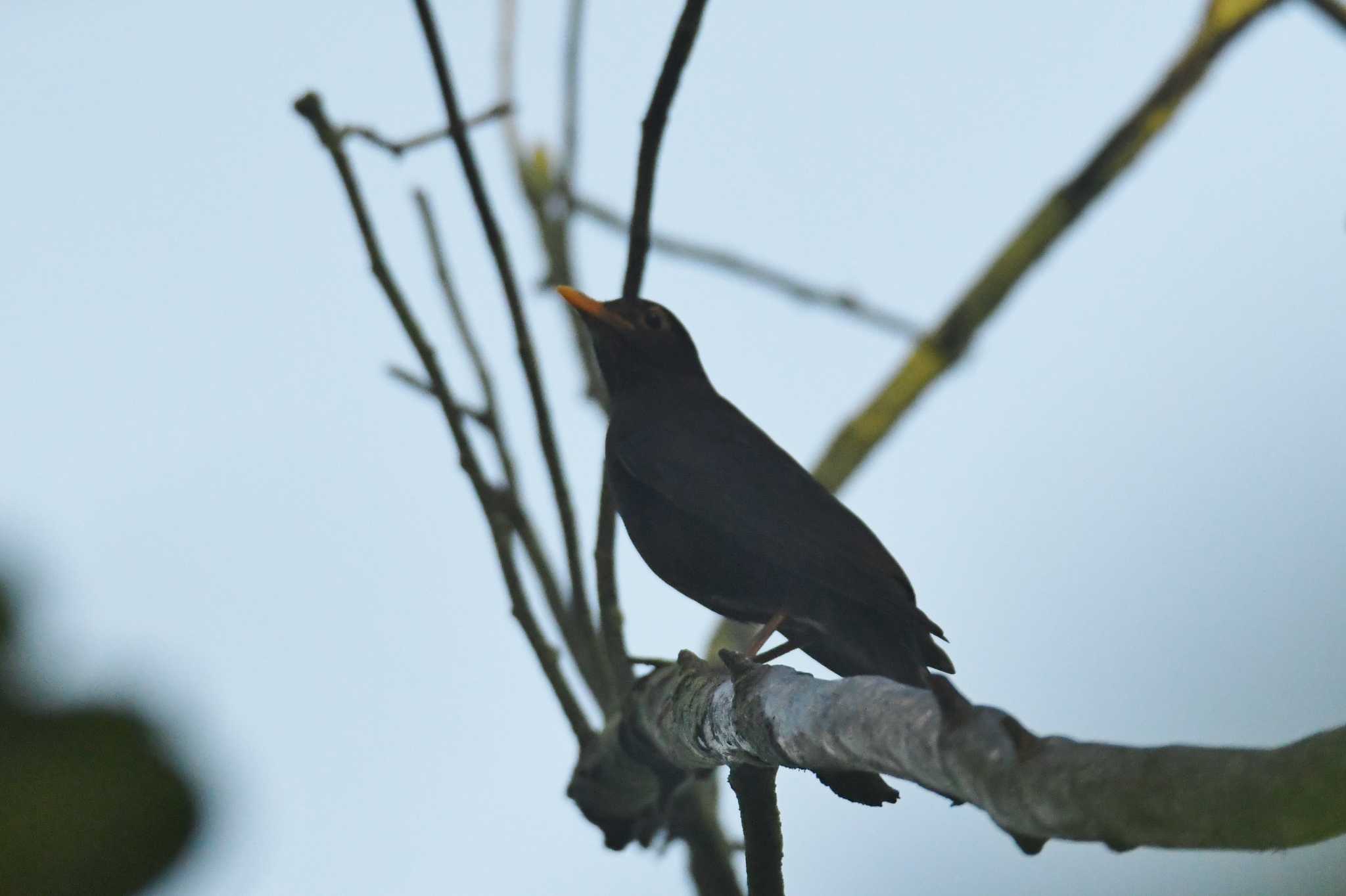 Chinese Blackbird