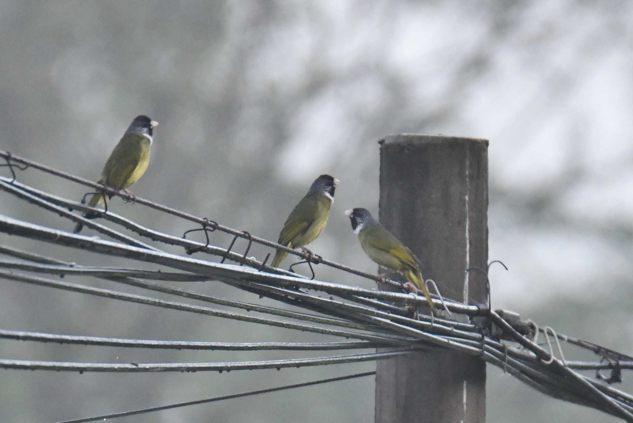 Collared Finchbill