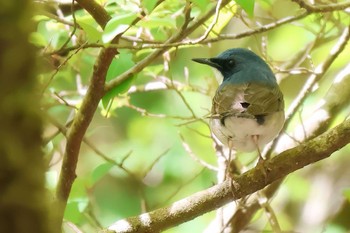 Siberian Blue Robin 富士山自然休養林 Fri, 5/3/2024