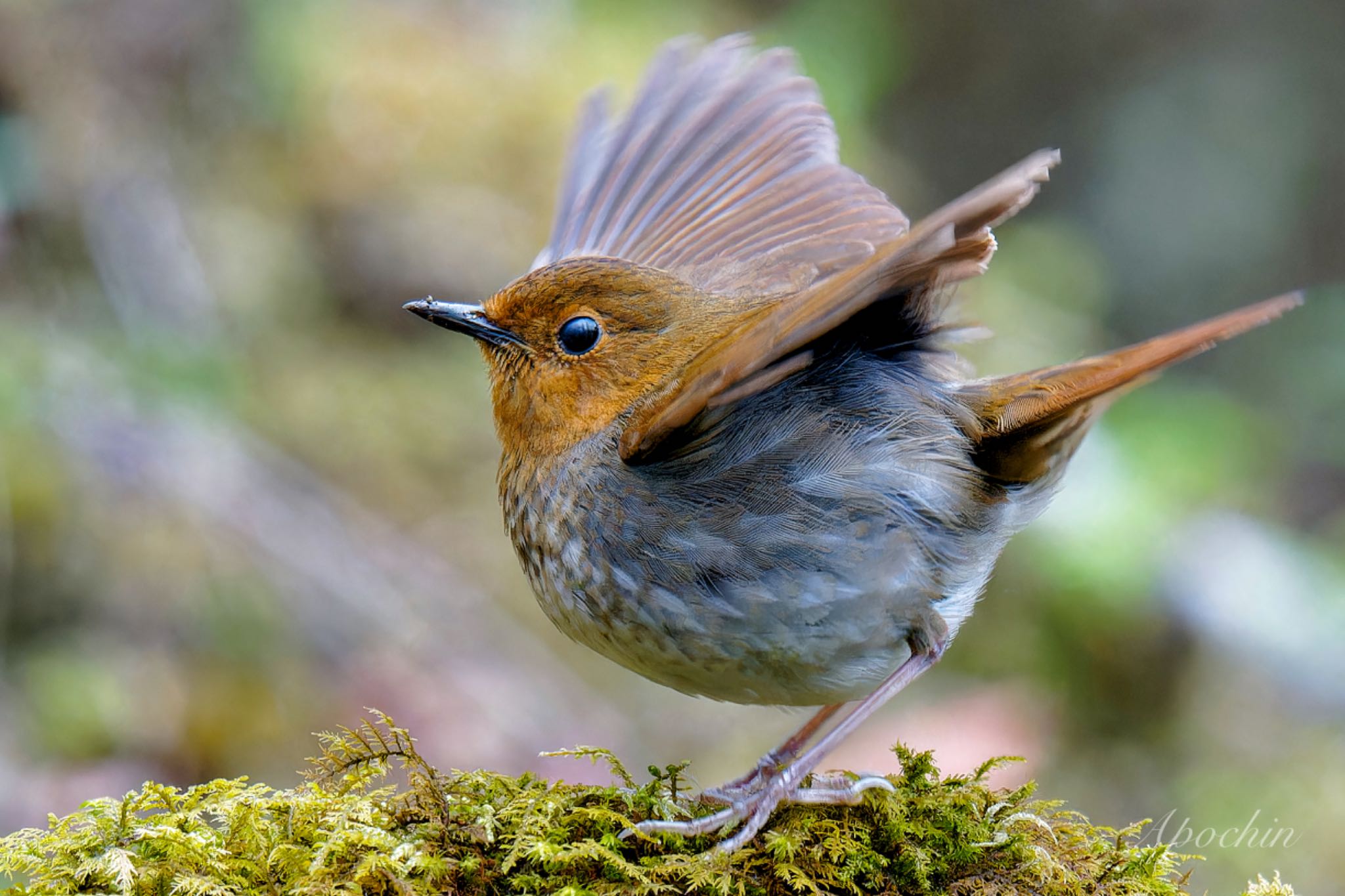 Photo of Japanese Robin at 大蔵高丸 by アポちん