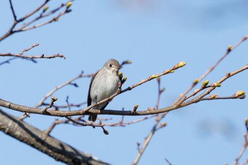 Asian Brown Flycatcher 出光カルチャーパーク(苫小牧) Fri, 5/3/2024