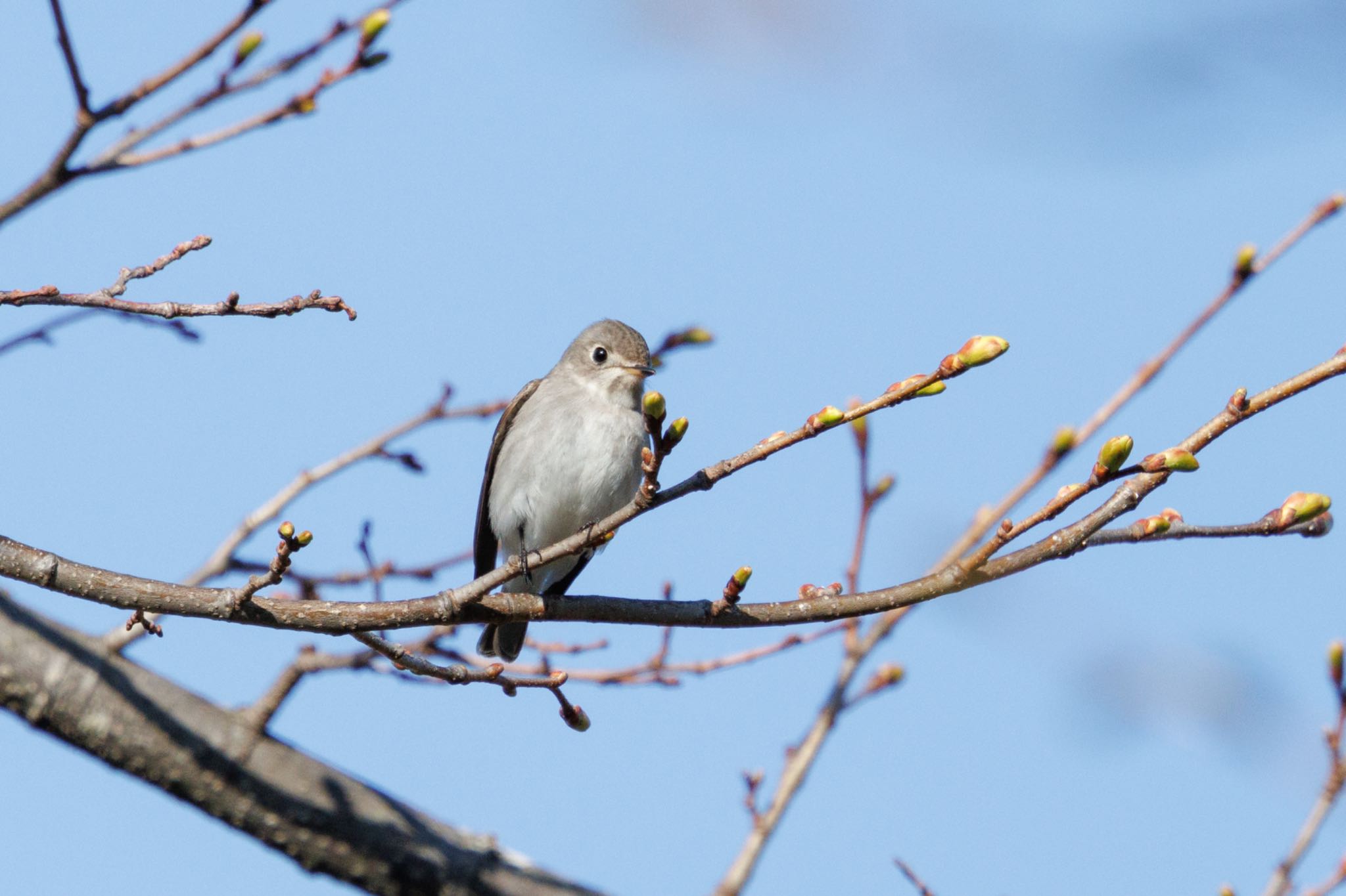 Photo of Asian Brown Flycatcher at 出光カルチャーパーク(苫小牧) by シマシマ38