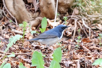 2024年5月3日(金) 出光カルチャーパーク(苫小牧)の野鳥観察記録