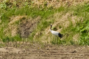 Red-crowned Crane Unknown Spots Fri, 5/3/2024