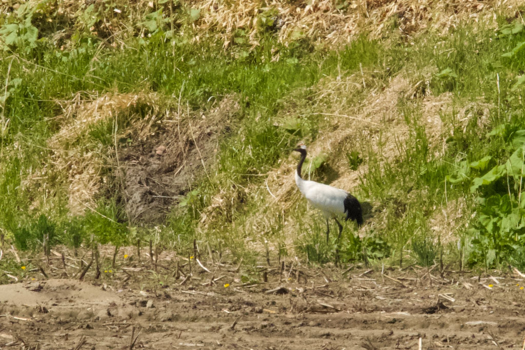 Photo of Red-crowned Crane at  by シロハラゴジュウカラ推し