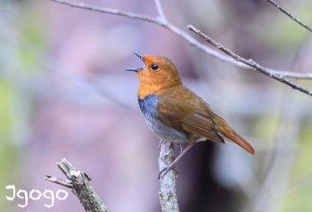 Japanese Robin Yanagisawa Pass Sat, 4/27/2024