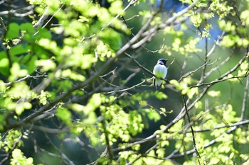 Blue-and-white Flycatcher Hayatogawa Forest Road Fri, 5/3/2024
