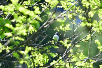 Blue-and-white Flycatcher Hayatogawa Forest Road Fri, 5/3/2024