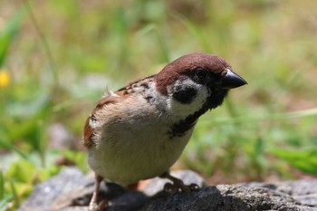 Eurasian Tree Sparrow 夙川河川敷緑地(夙川公園) Thu, 5/2/2024