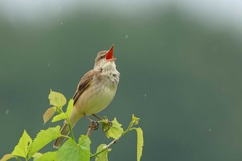 Oriental Reed Warbler 愛知県 Wed, 5/1/2024