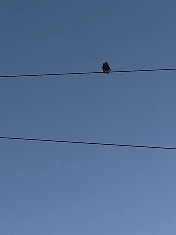 White-cheeked Starling Unknown Spots Fri, 5/3/2024