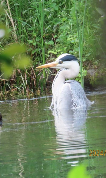 Grey Heron 都内公園 Fri, 4/26/2024