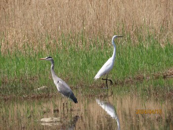 Little Egret Kasai Rinkai Park Mon, 4/15/2024