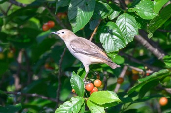 Chestnut-cheeked Starling 相模川　座架依橋付近 Fri, 5/3/2024