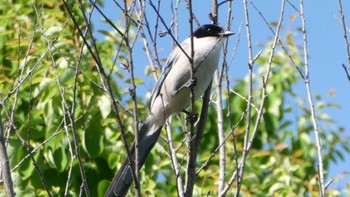 Azure-winged Magpie Ukima Park Fri, 5/3/2024