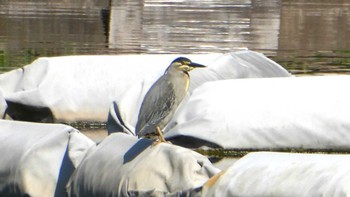 ササゴイ 都立浮間公園 2024年5月3日(金)