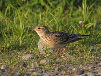 Eurasian Skylark Watarase Yusuichi (Wetland) Fri, 5/3/2024