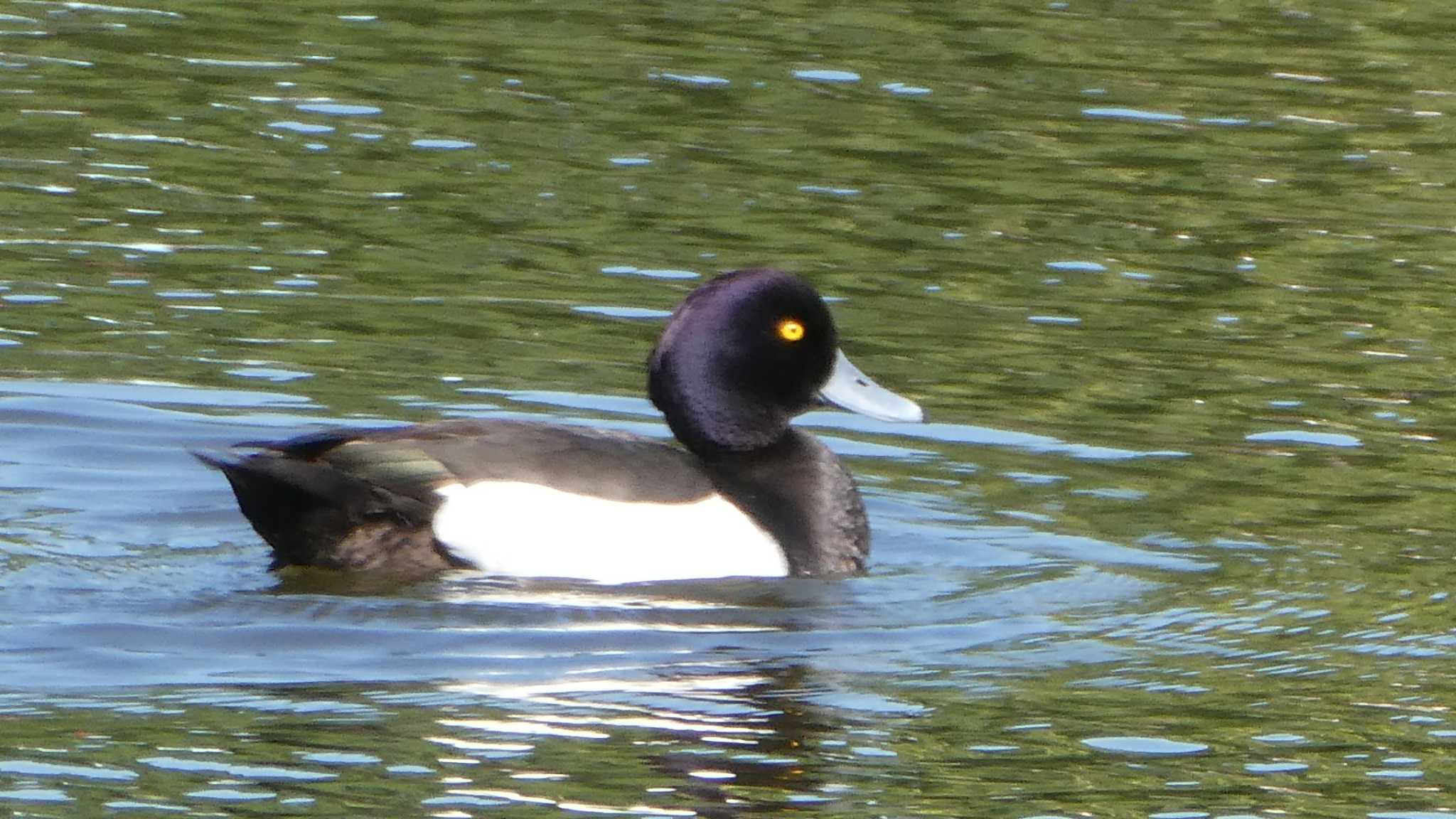 Photo of Tufted Duck at Ukima Park by こんぶ