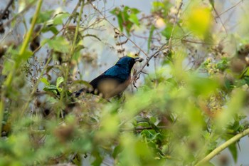 クリムネタイヨウチョウ スリランカ 2024年3月12日(火)