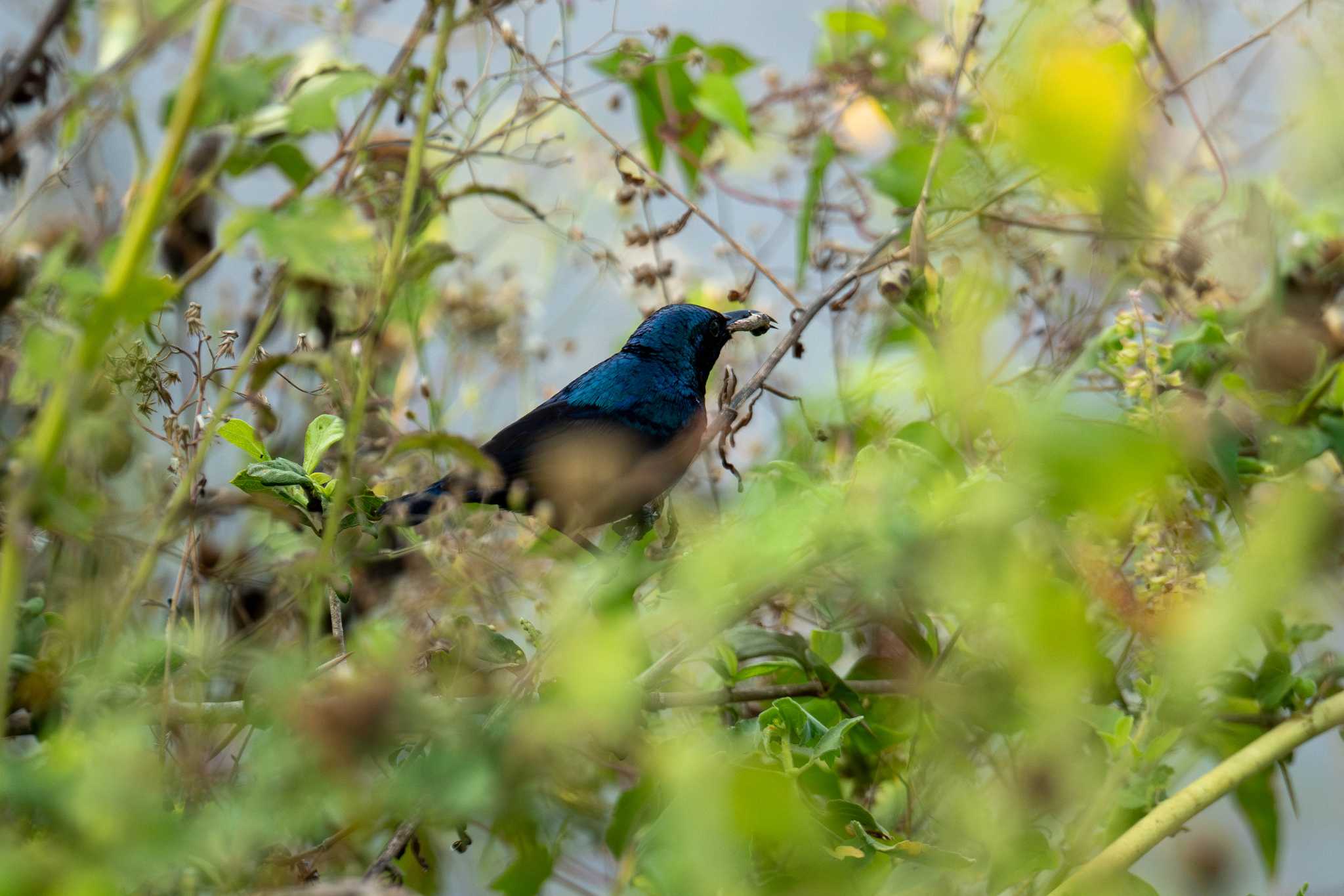 Photo of Loten's Sunbird at スリランカ by はいわん
