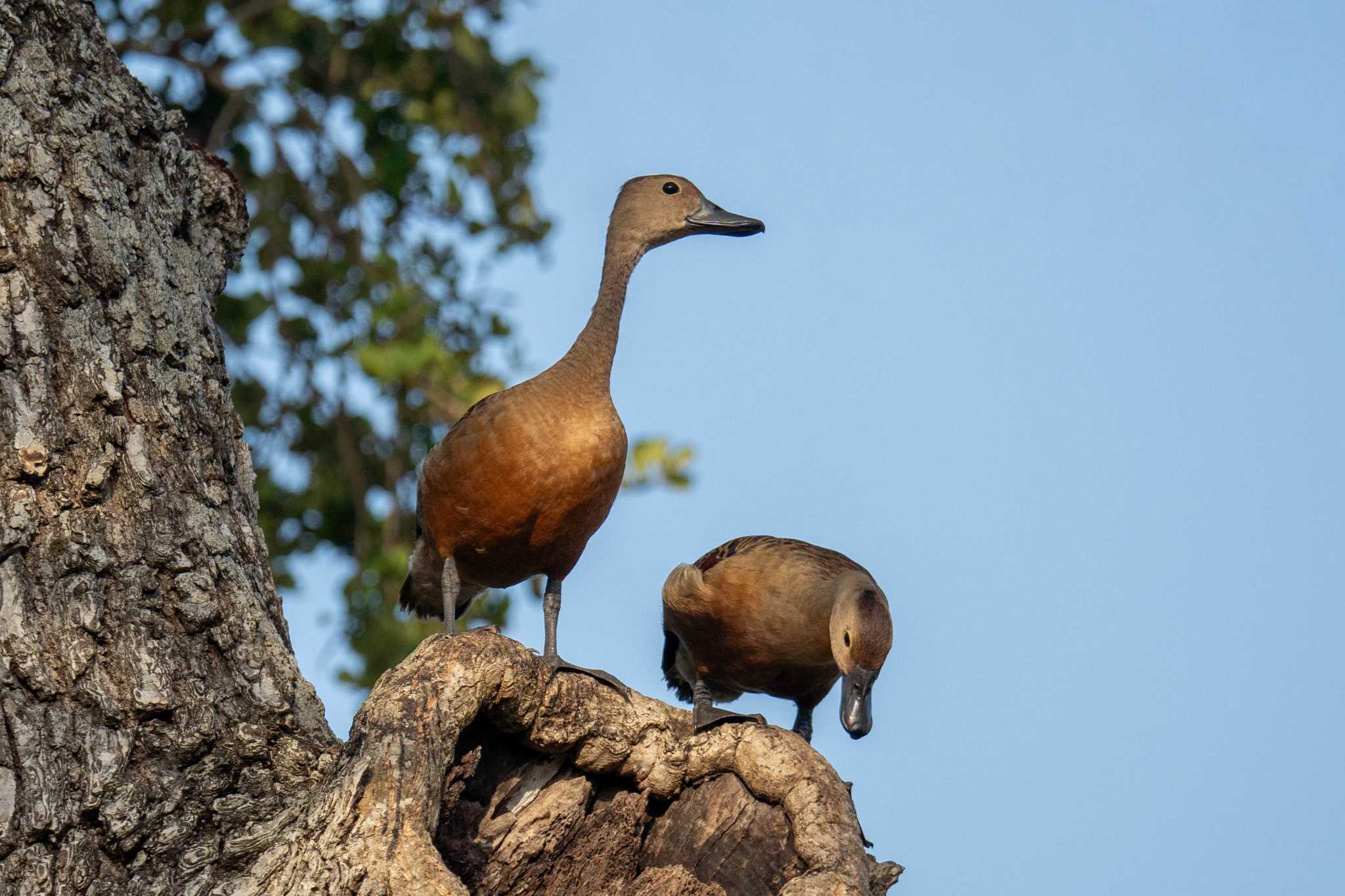 Photo of Lesser Whistling Duck at スリランカ by はいわん