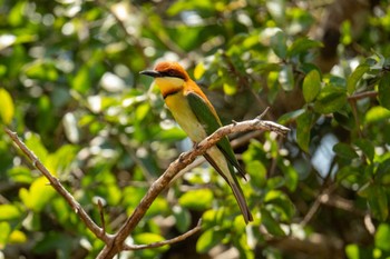 Chestnut-headed Bee-eater スリランカ Tue, 3/12/2024