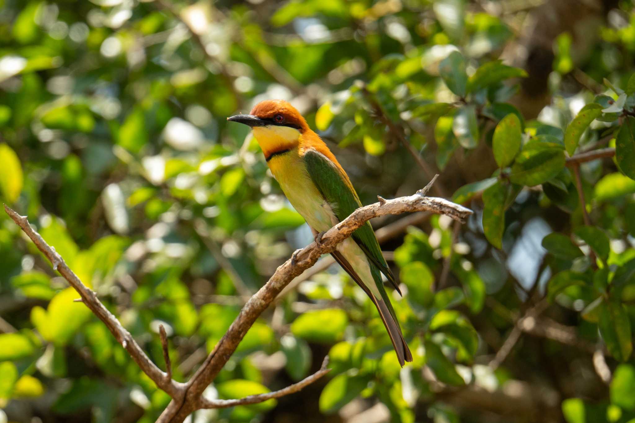 Chestnut-headed Bee-eater