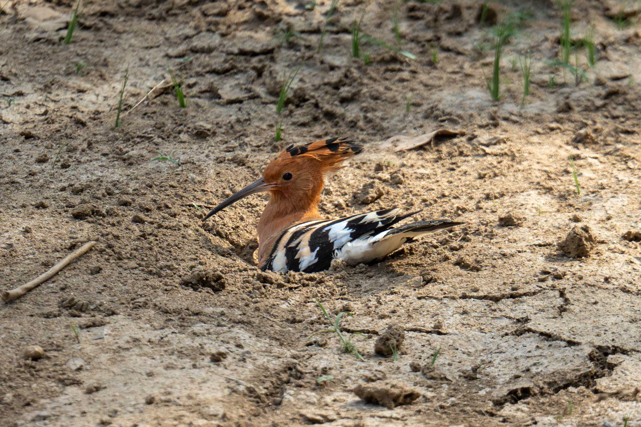 Photo of Eurasian Hoopoe at スリランカ by はいわん
