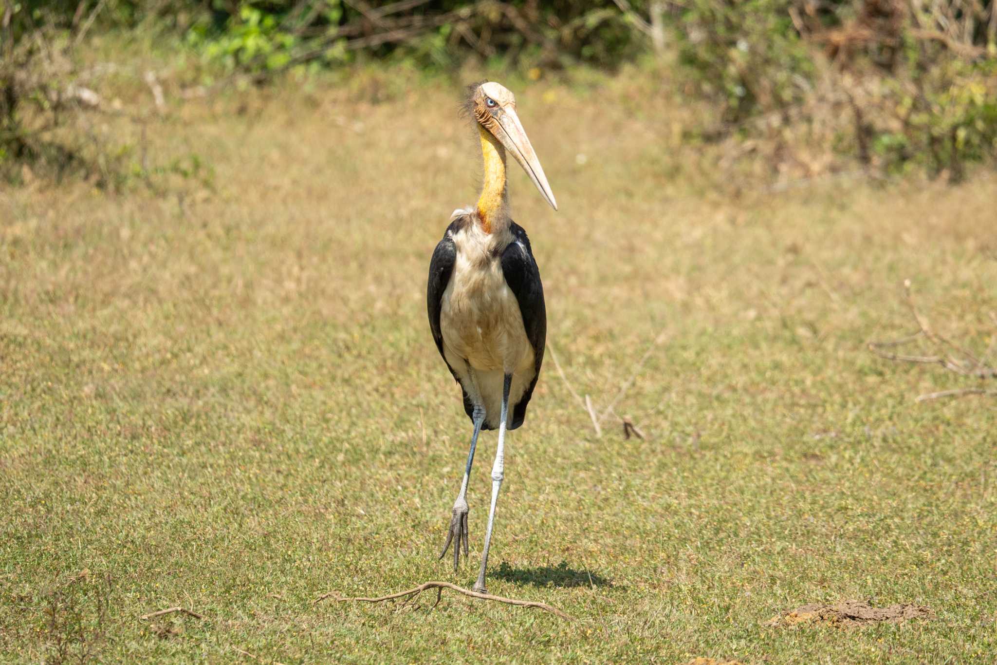 Photo of Lesser Adjutant at スリランカ by はいわん