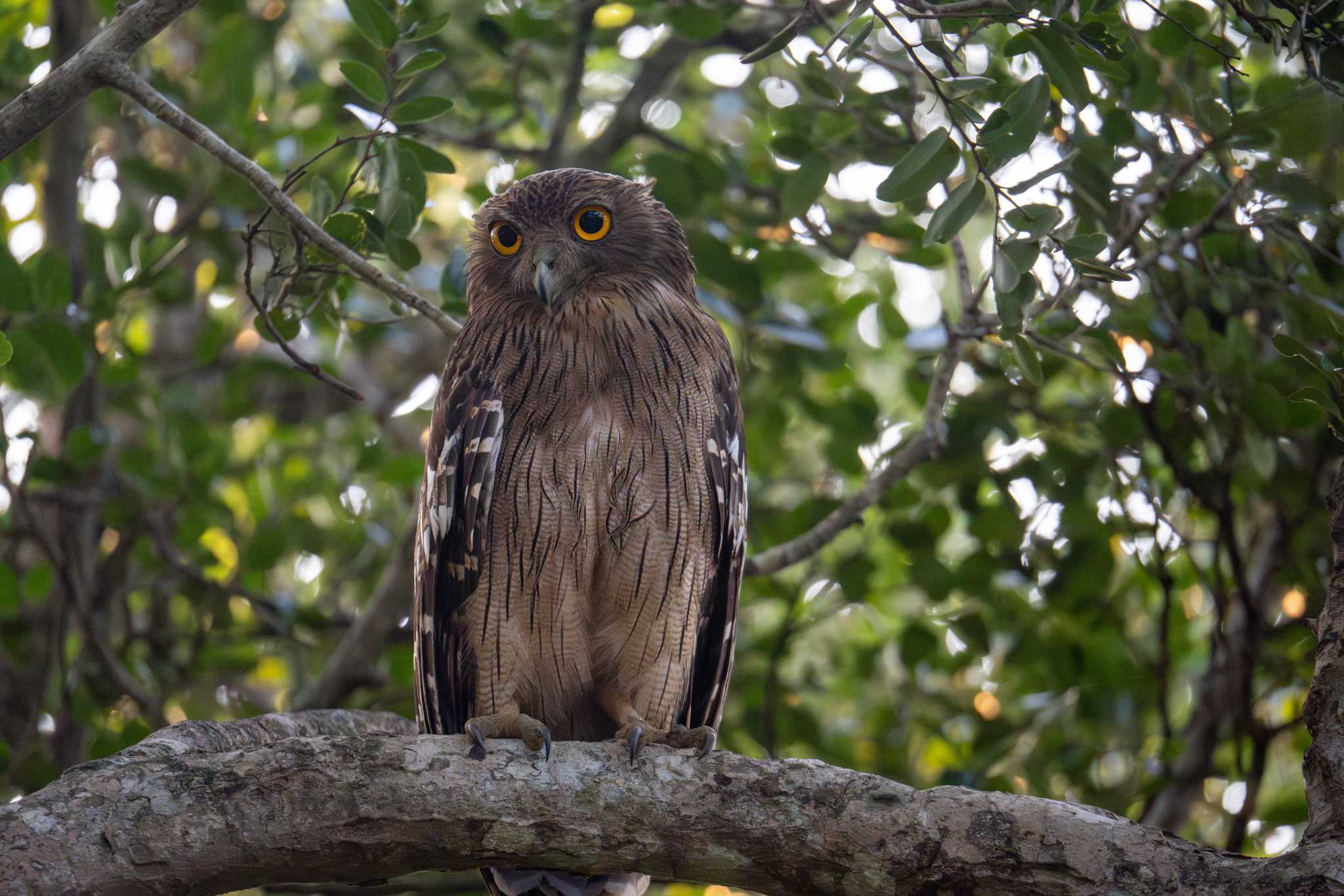 Brown Fish Owl