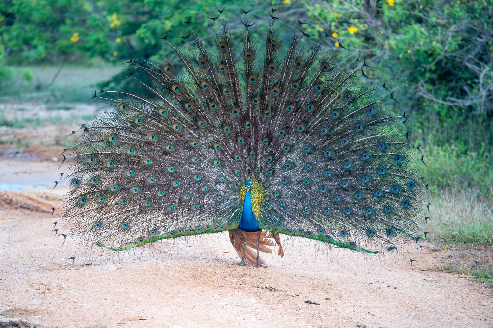 Indian Peafowl