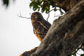 Brown Fish Owl スリランカ Tue, 3/12/2024