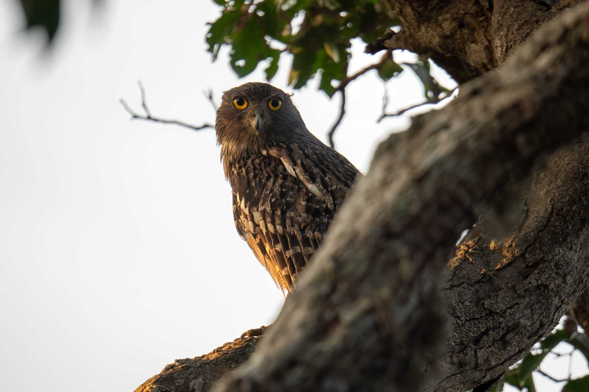 Brown Fish Owl