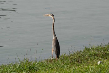 2024年3月15日(金) Putrajaya Wetlands Parkの野鳥観察記録