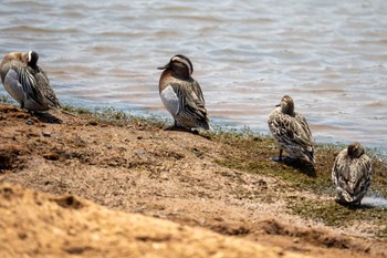 Garganey スリランカ Tue, 3/12/2024