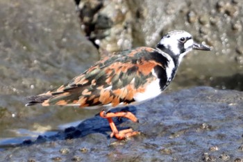 Ruddy Turnstone Tokyo Port Wild Bird Park Fri, 5/3/2024