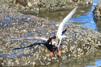 キョウジョシギ 東京港野鳥公園 2024年5月3日(金)